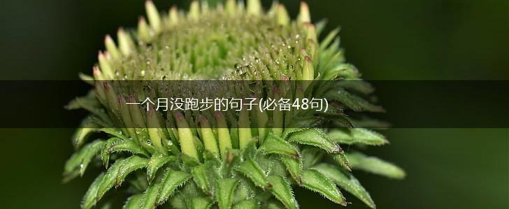 一个月没跑步的句子(必备48句),第1张