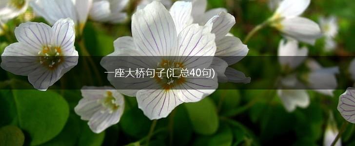 一座大桥句子(汇总40句),第1张