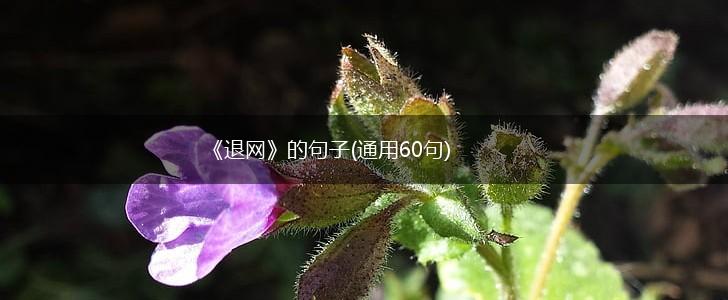 《退网》的句子(通用60句),第1张