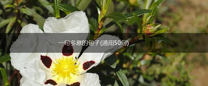 一句多意的句子(通用50句),第1张