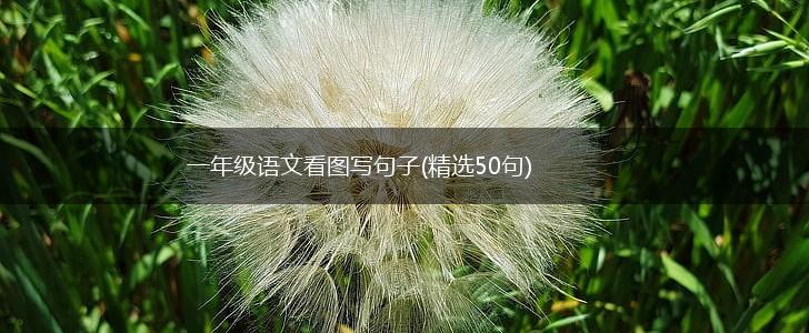 一年级语文看图写句子(精选50句),第1张