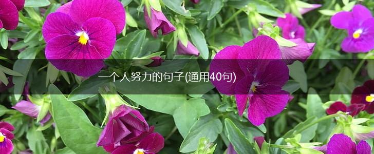 一个人努力的句子(通用40句),第1张