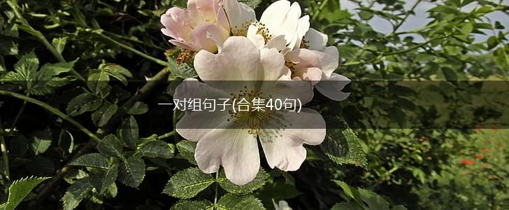 一对组句子(合集40句),第1张
