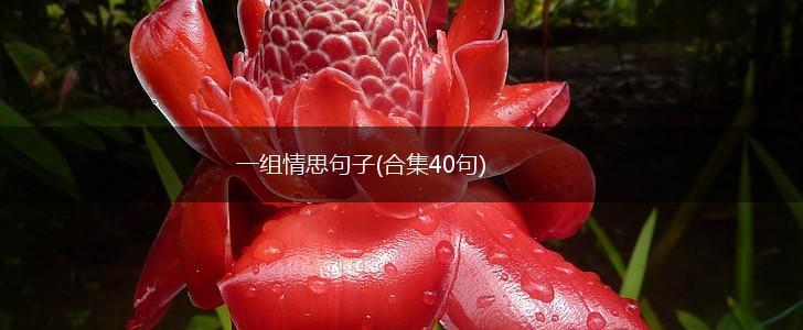 一组情思句子(合集40句),第1张