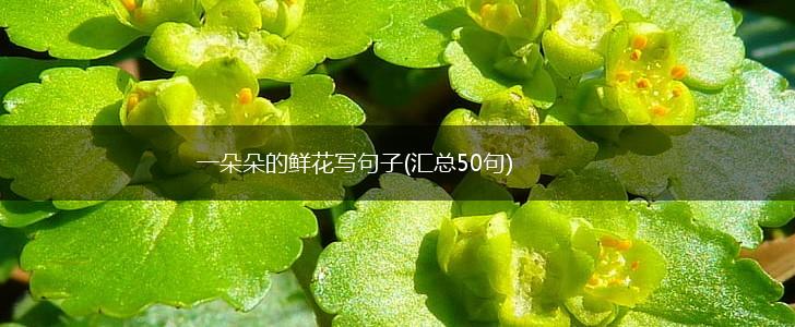 一朵朵的鲜花写句子(汇总50句),第1张