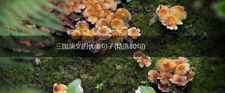 三国演义的优美句子(精选80句),第1张