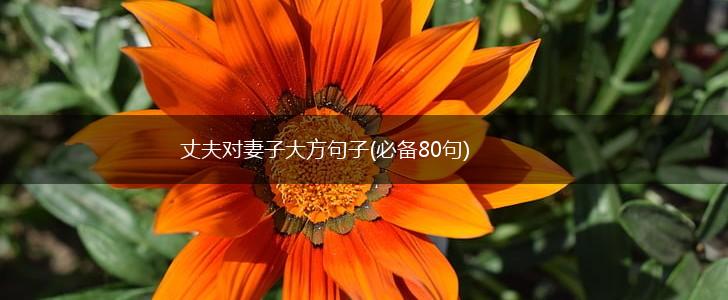 丈夫对妻子大方句子(必备80句),第1张