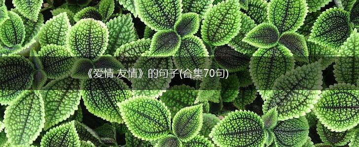 《爱情 友情》的句子(合集70句),第1张