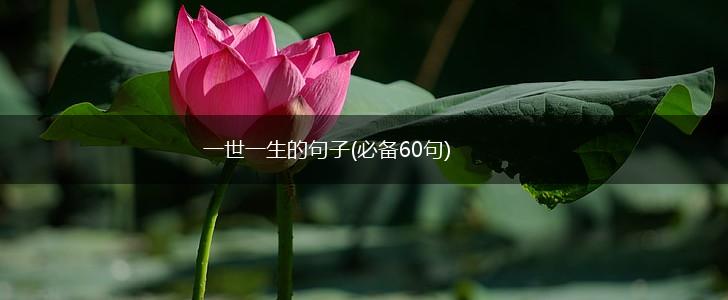 一世一生的句子(必备60句),第1张