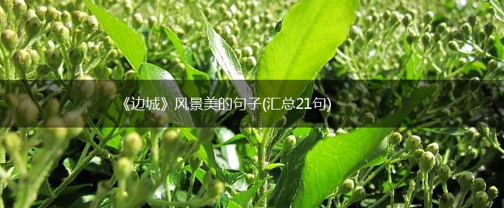 《边城》风景美的句子(汇总21句),第1张