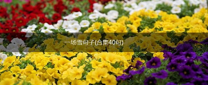 一场雪句子(合集40句),第1张