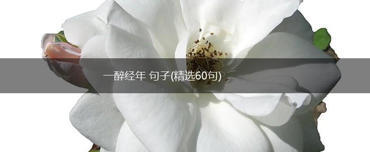 一醉经年 句子(精选60句),第1张