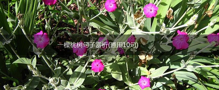 一棵桃树句子赏析(通用10句),第1张