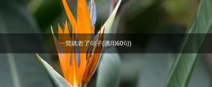 一晃就老了句子(通用60句),第1张
