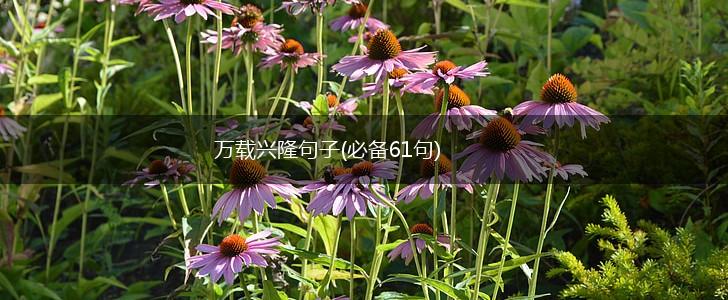 万载兴隆句子(必备61句),第1张