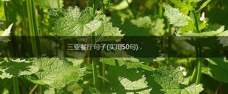 三亚餐厅句子(实用50句),第1张