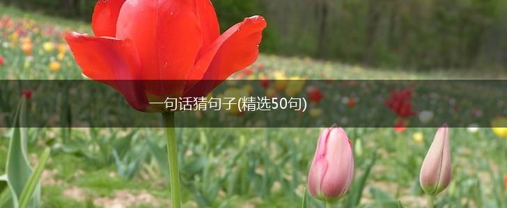 一句话猜句子(精选50句),第1张