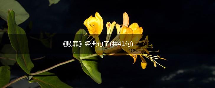 《赎罪》经典句子(共41句),第1张