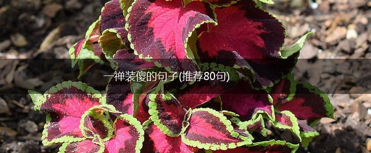 一禅装傻的句子(推荐80句),第1张