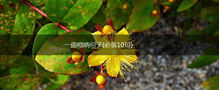 一曲唢呐句子(必备10句),第1张