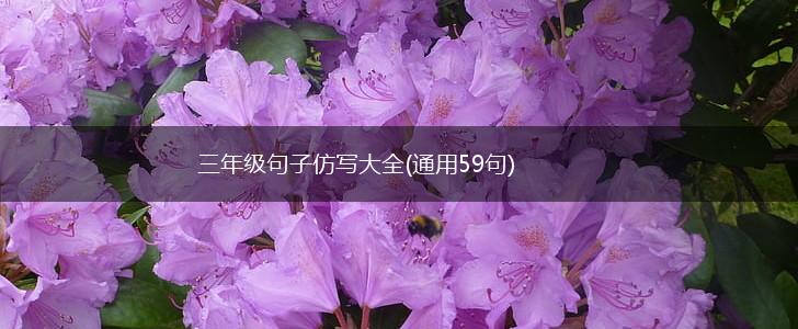 三年级句子仿写大全(通用59句),第1张