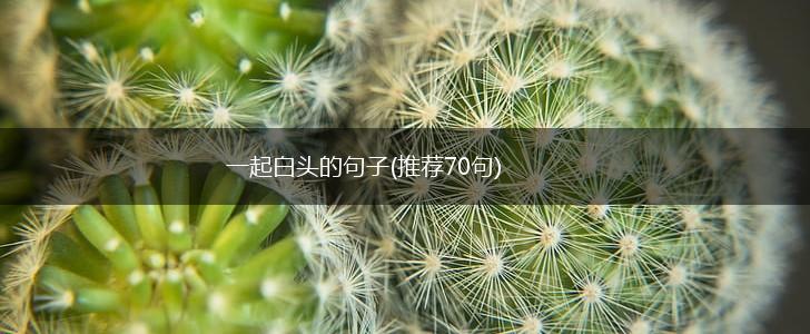 一起白头的句子(推荐70句),第1张