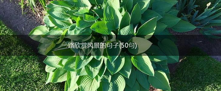 一路欣赏风景的句子(50句),第1张