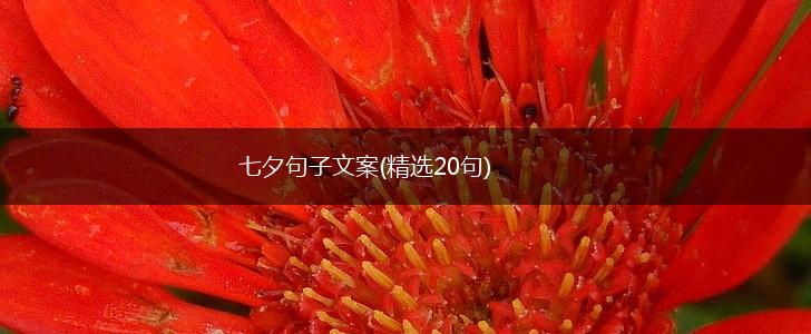 七夕句子文案(精选20句),第1张