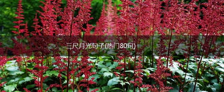 三尺月光句子(热门80句),第1张