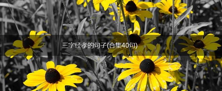 三字经孝的句子(合集40句),第1张