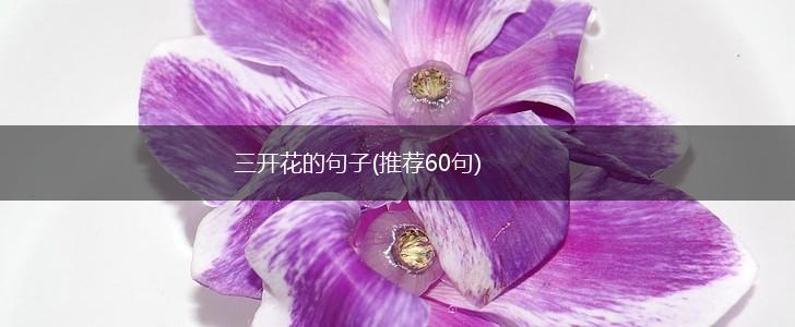三开花的句子(推荐60句),第1张