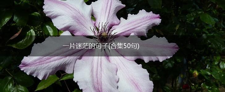 一片迷茫的句子(合集50句),第1张
