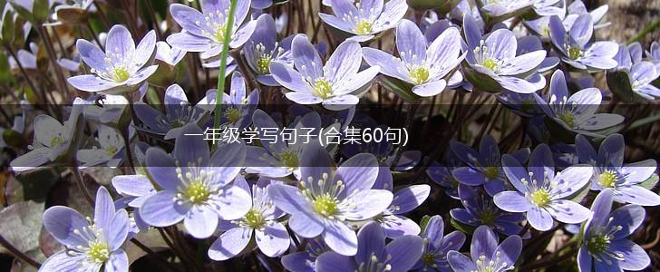 一年级学写句子(合集60句),第1张