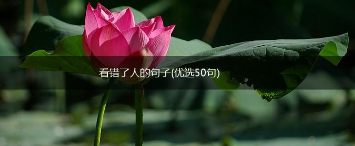 看错了人的句子(优选50句),第1张