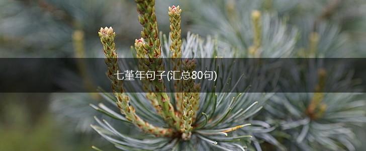 七堇年句子(汇总80句),第1张