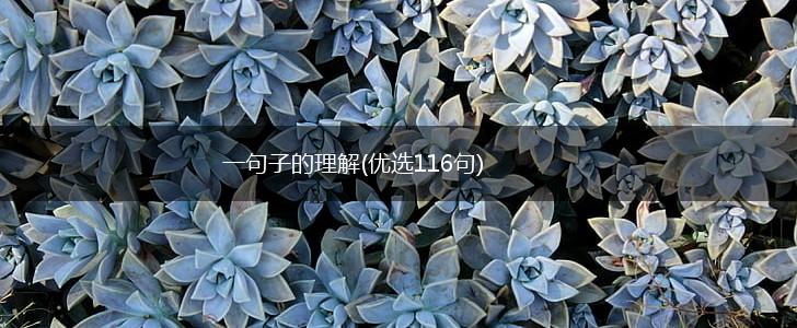 一句子的理解(优选116句),第1张