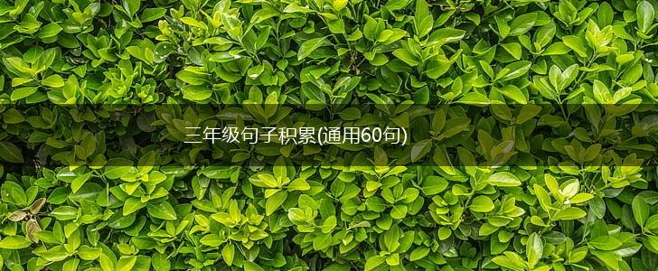 三年级句子积累(通用60句),第1张