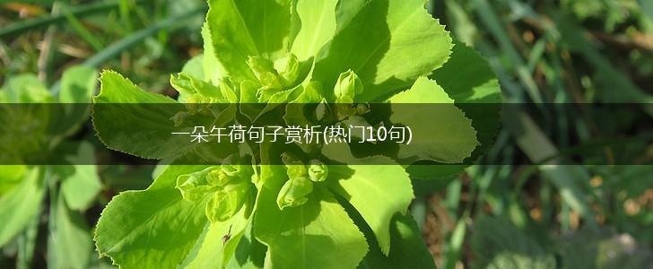 一朵午荷句子赏析(热门10句),第1张