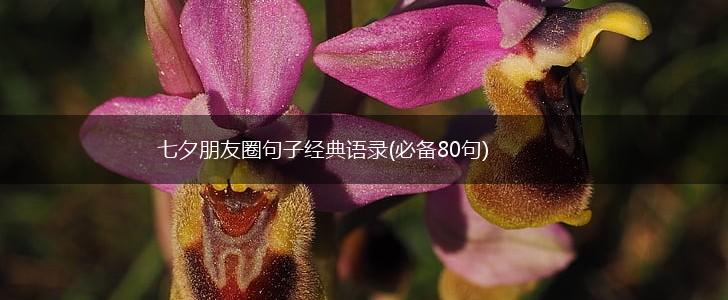 七夕朋友圈句子经典语录(必备80句),第1张