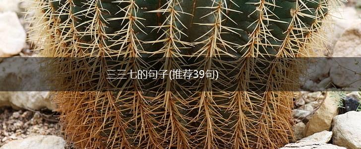 三三七的句子(推荐39句),第1张