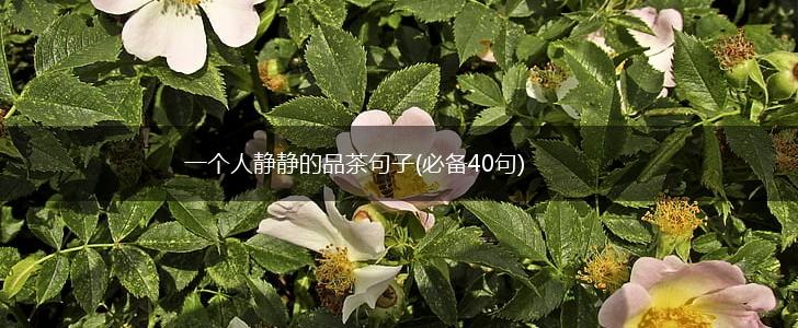 一个人静静的品茶句子(必备40句),第1张