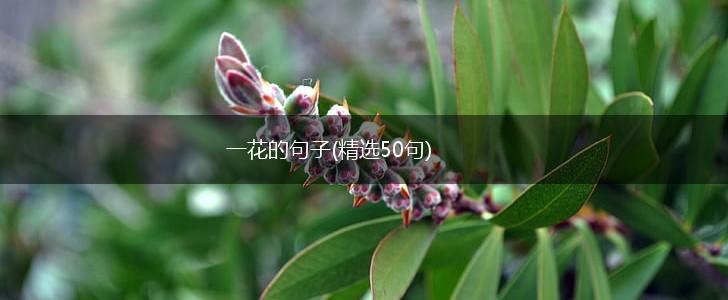一花的句子(精选50句),第1张