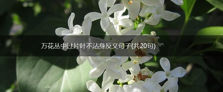 万花丛中过片叶不沾身反义句子(共20句),第1张