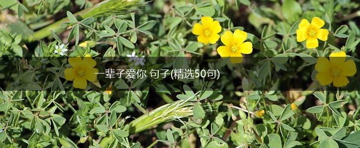 一辈子爱你 句子(精选50句),第1张