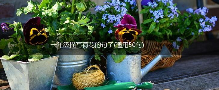 一年级描写荷花的句子(通用50句),第1张