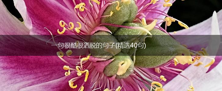 一句很酷很洒脱的句子(精选40句),第1张