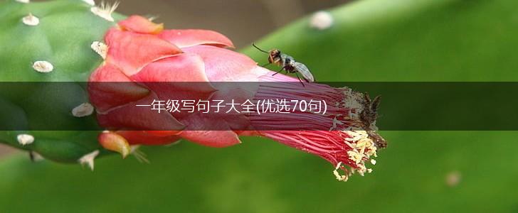 一年级写句子大全(优选70句),第1张