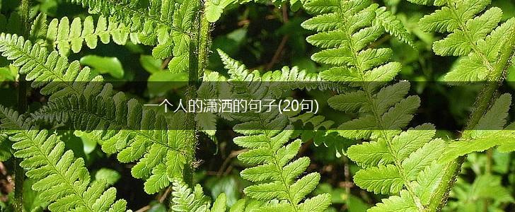 一个人的潇洒的句子(20句),第1张