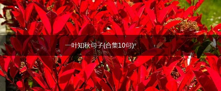 一叶知秋句子(合集10句),第1张