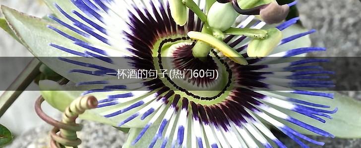 一杯酒的句子(热门60句),第1张